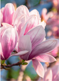 nota olfattiva magnolia