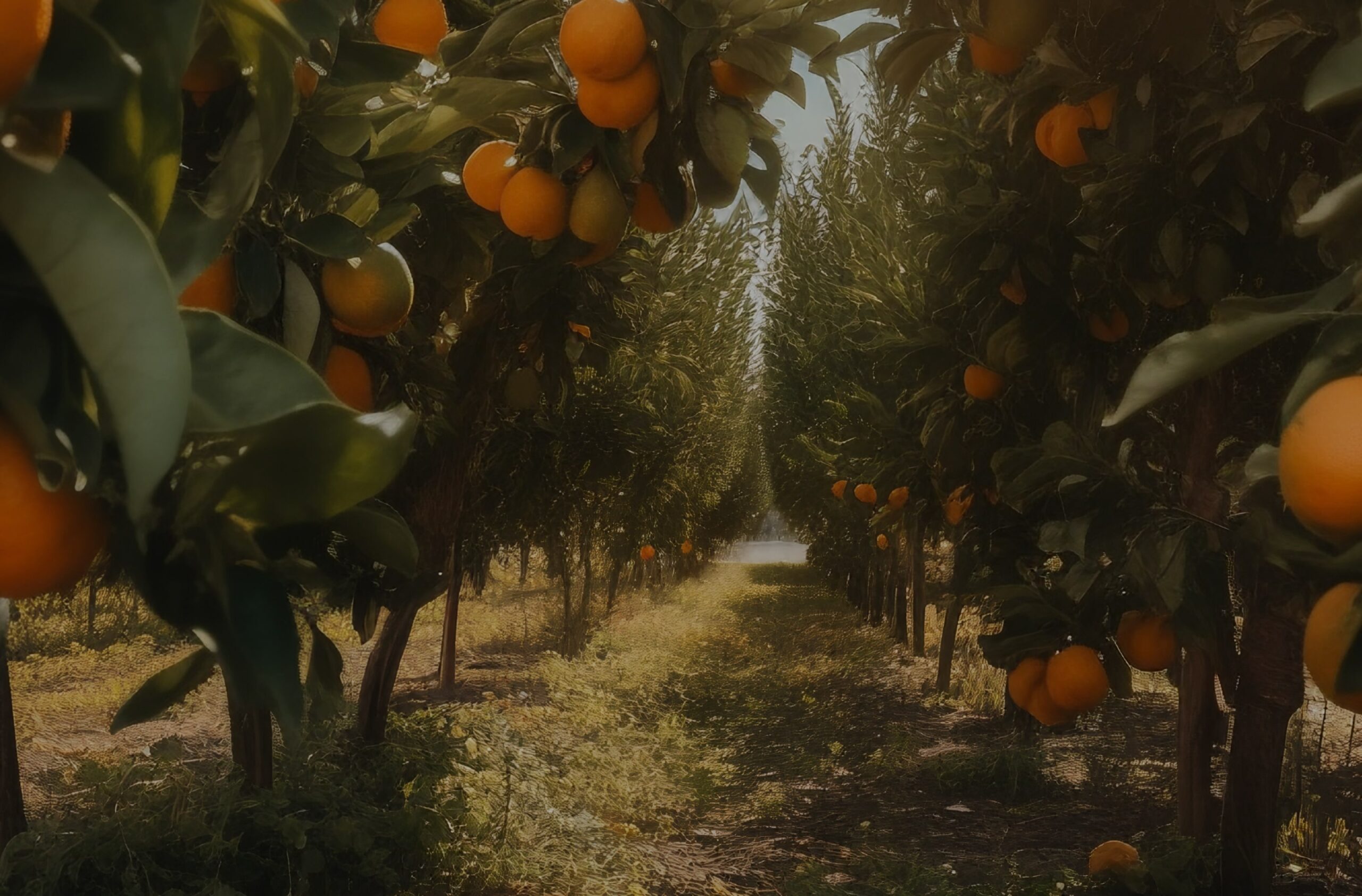 campo naranja
